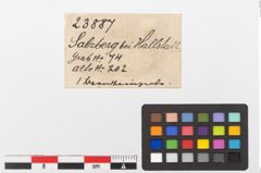 Etiketten zu Bernsteinperle (NHMW-PRAE-023887)